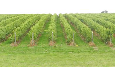 Buzzard Valley Wines, Vineyard & Fishery