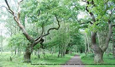 Brocton Coppice at Cannock Chase, Staffordshire. Copyright Mick Malpass.