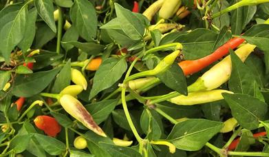 A Taste of Autumn and Spice