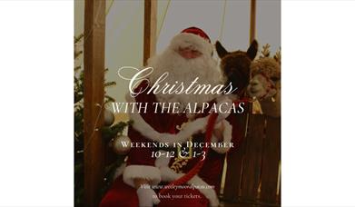 Christmas with the Alpacas