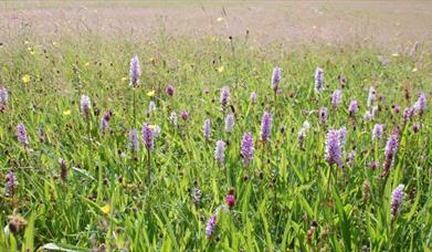 Cotton Dell Nature Reserve