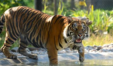 Sumatran Tiger in Water