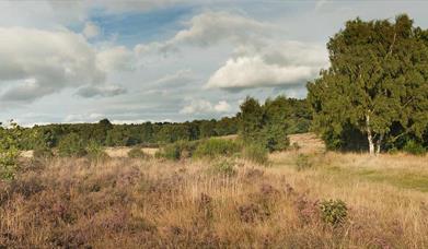 Highgate Common, photo by David Wain
