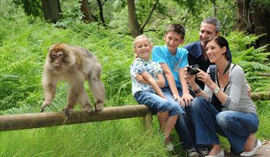 Breakfast with the Monkeys at Monkey Forest