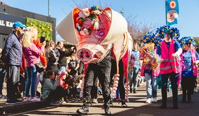 The annual Pig Walk in Stoke-on-Trent, featuring two people walking along in a huge pig costume, as others walk behind, and visitors gather to watch