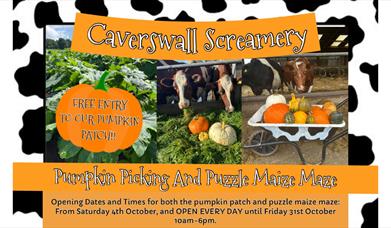 Pumpkin Picking & Maize Maze
