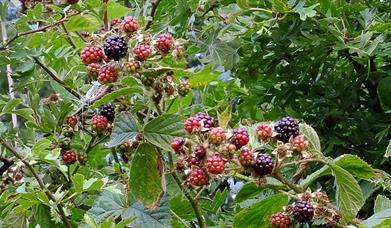 Blackberries in Radford Bank Meadows, photo by Tim Wayne