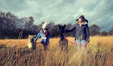 images shows an adult female and a female child standing each with an Alpaca