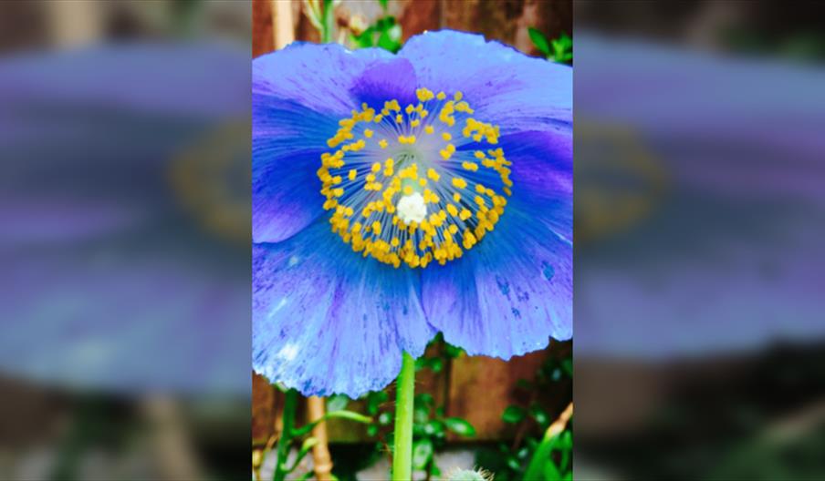 Sunday Lecture Group - In search of the Blue Poppy