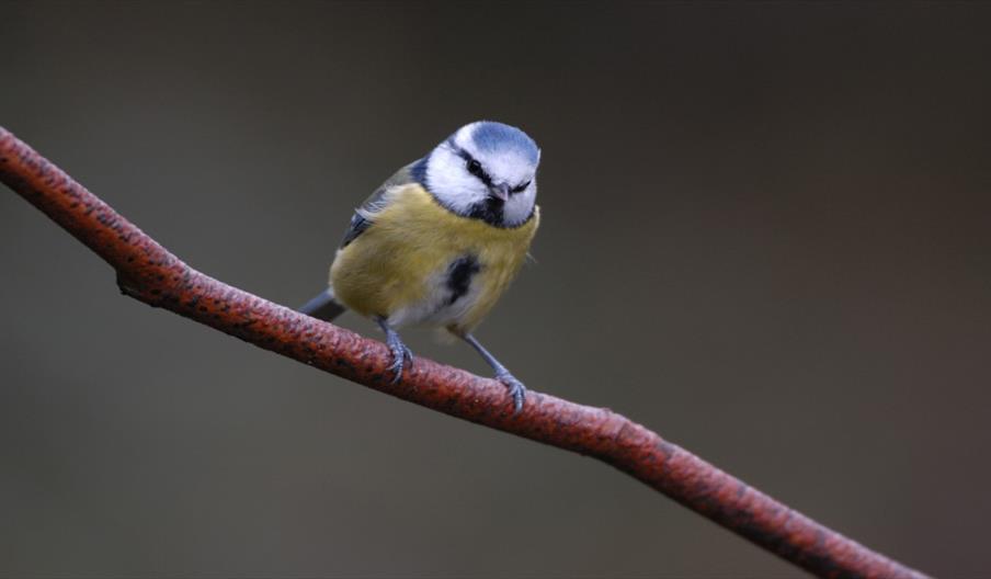 One of the garden birds you could see at Middleton Lakes, Staffordshire