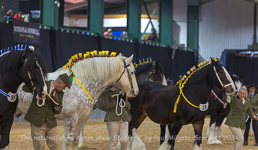 National Shire Horse Show at Staffordshire County Showground