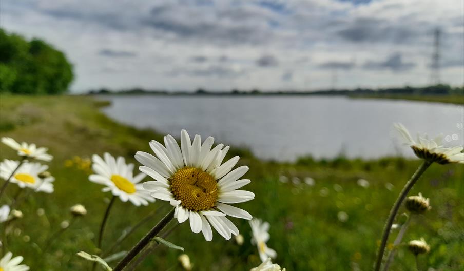 A close-up of a daisy, with a lake in the background, on a lovely day