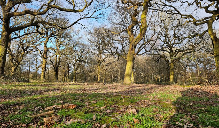 Alvecote Wood in the sunshine