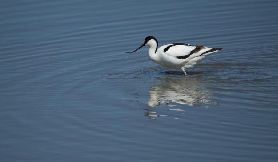 Middleton Lakes, Staffordshire - a haven for bird life