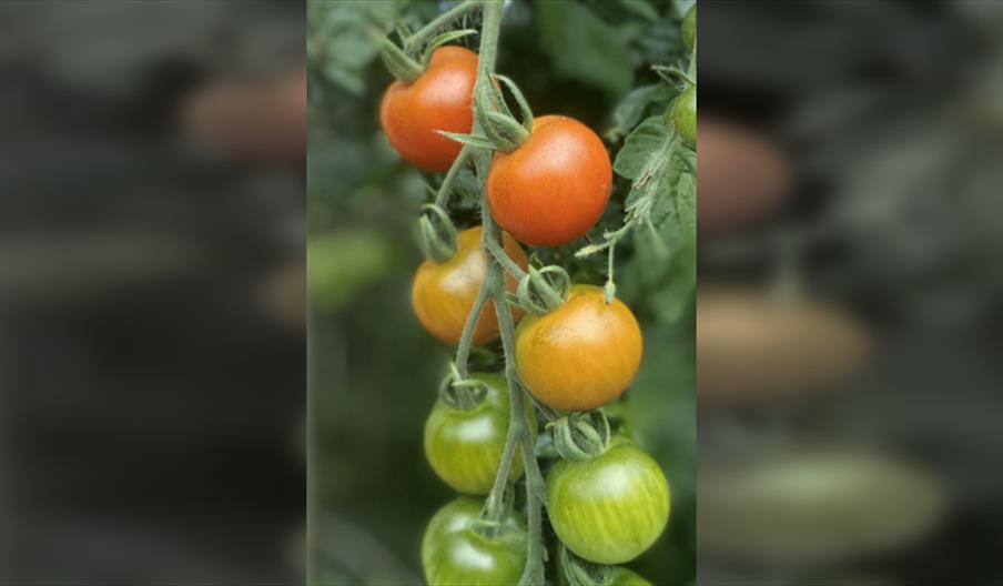 Vegetable Growing Event