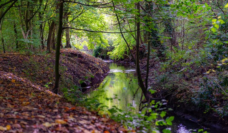 A stream winds through an autumnal wood