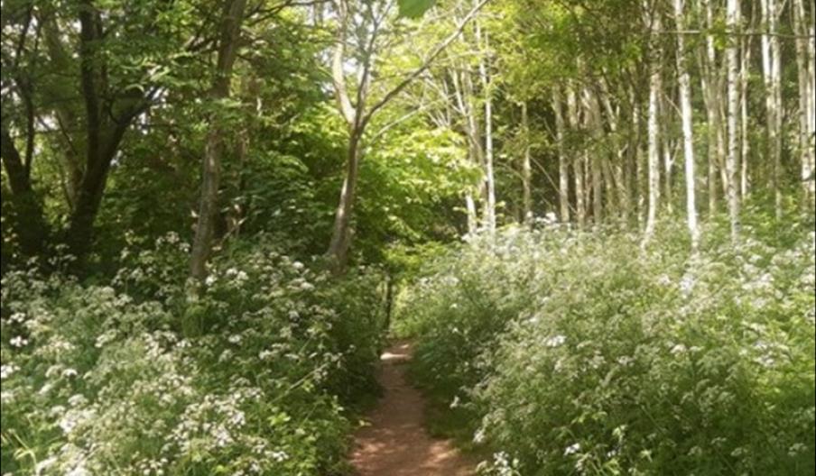 National Forest Walking Festival 38: History of Scalpcliffe Woods  Nature Reserve Walk