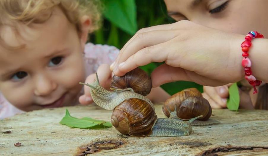 A child looks at some large snails on a tree stump