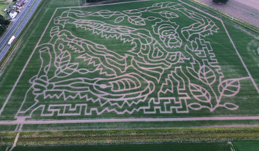 The 2026 Rainforest Maize Maze in the shape of an orangutan and a scarlet macaw