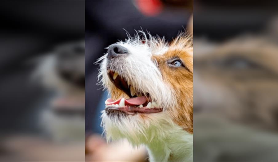 Dog Fest and Vintage Car Event