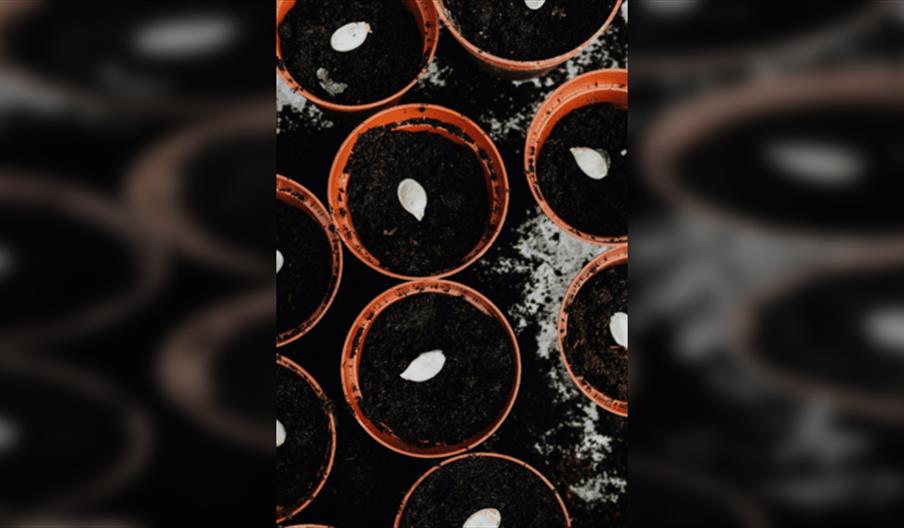 Seed Sowing and Propagating Workshop