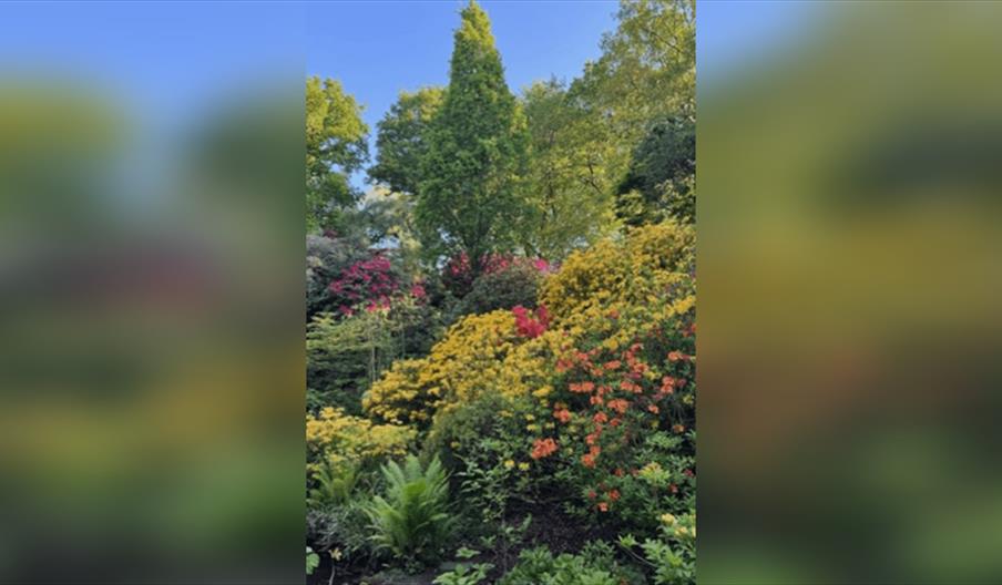 Adrian Lovatt'early Days of the Dorothy Clive Garden'in the Bryan Mayer Pavilion