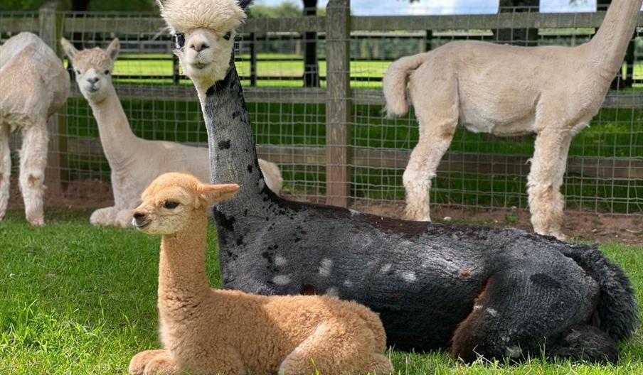 A group of five alpacas in a field. A grey mother and fawn baby are setting down  on the grass