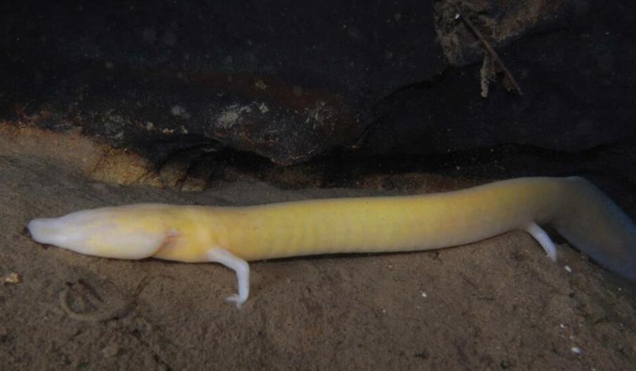 Reptiles and Amphibians of Staffordshire