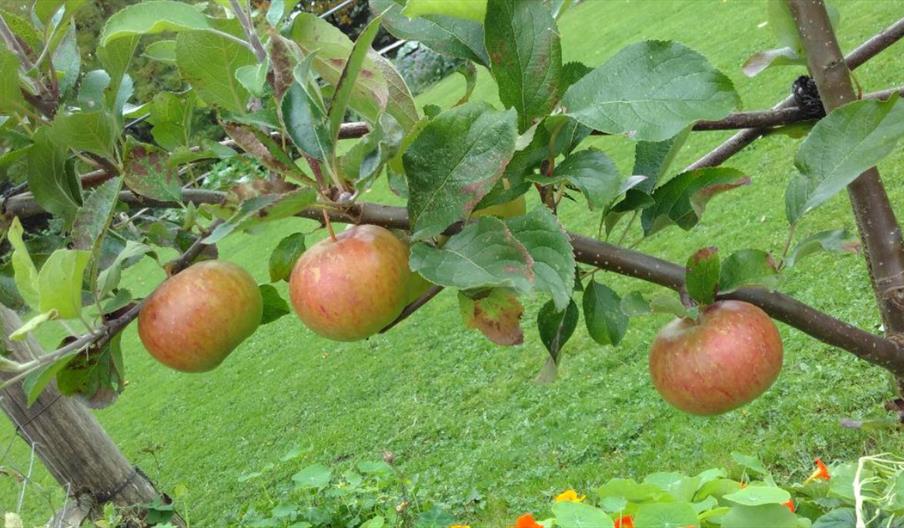 Apple Juicing Workshops 2025