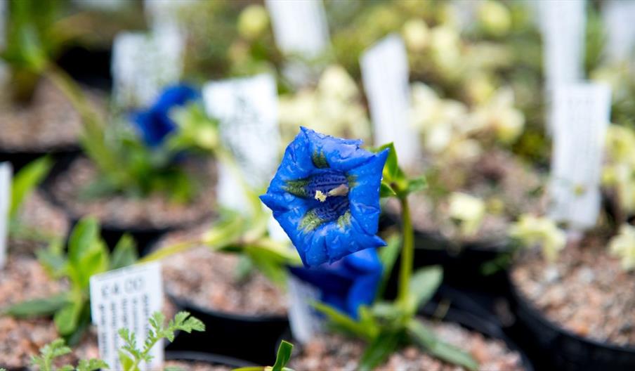 Blue Flower