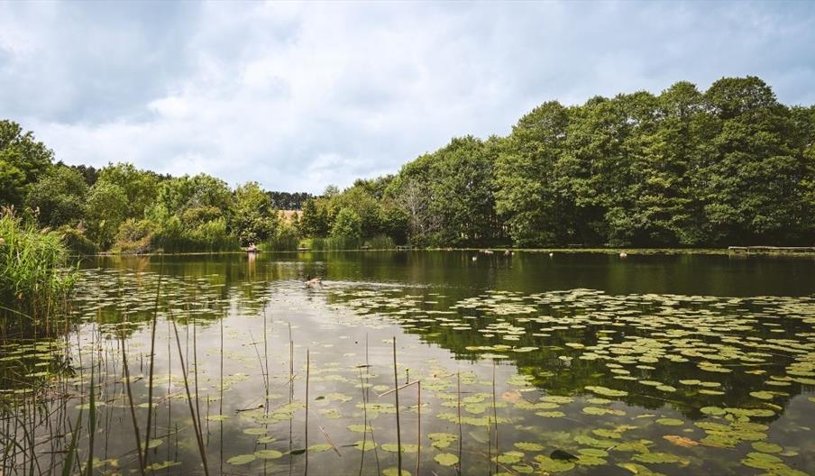 Lake at Baggeridge Country Park