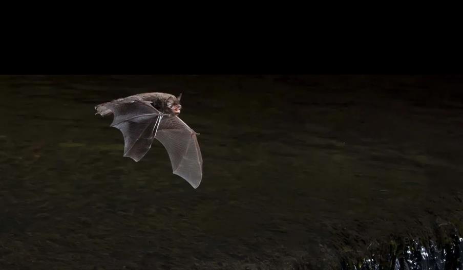 SMWF 2026 (Bat Walk)