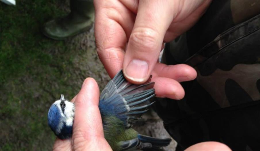 A blue tit bird being held in a human hand for bird ringing identification