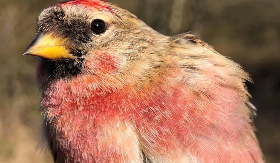 Birds of Hednesford Hills