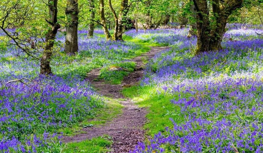 Bluebells in an ancient wood