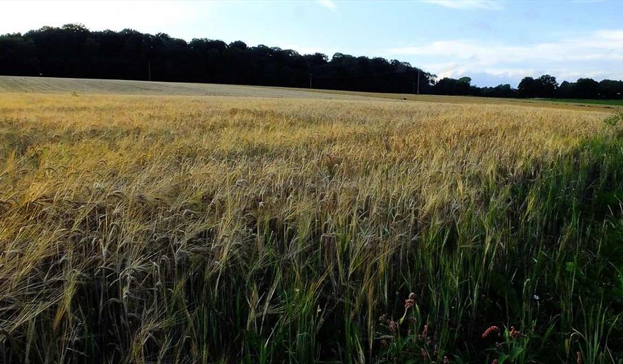 Brankley Pasture, Photo by Tim Wayne