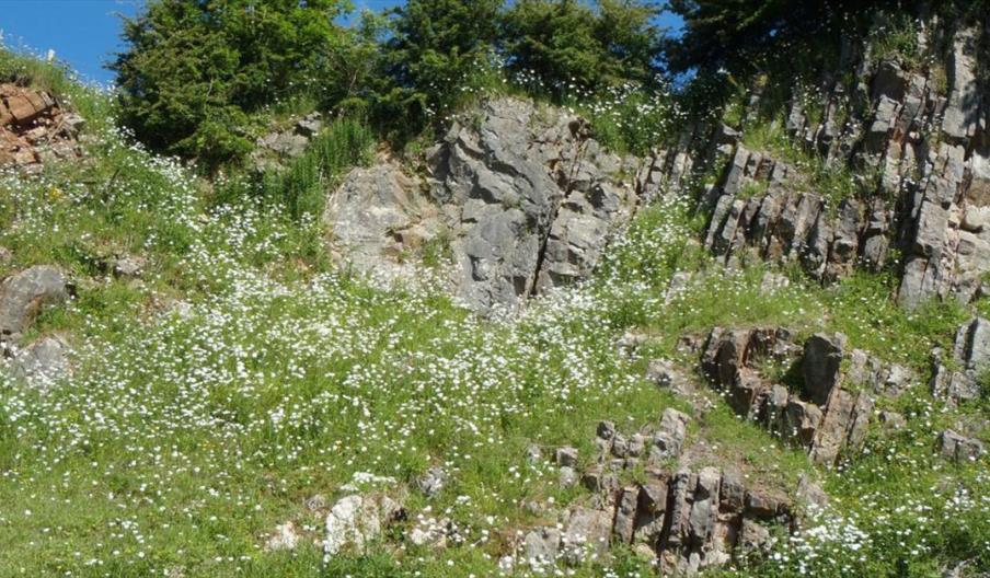 Brown End Quarry Nature Reserve