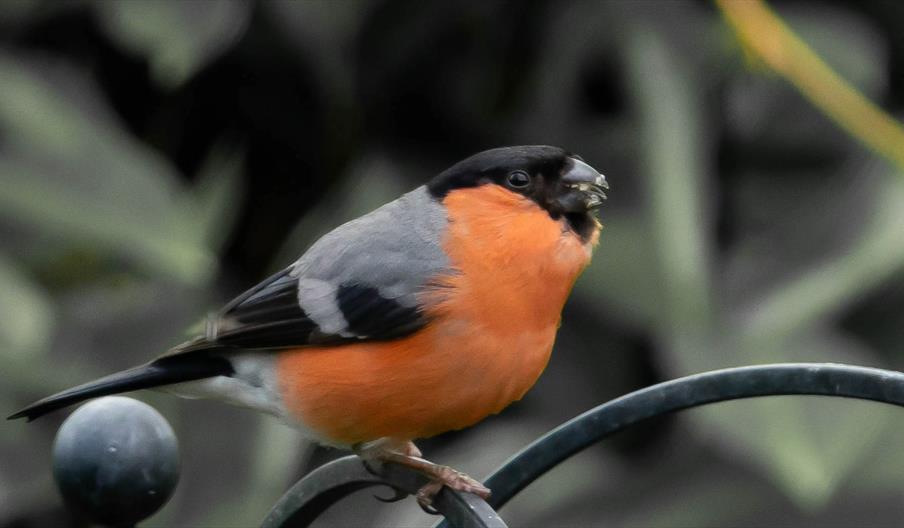 A Garden For Birds talk
