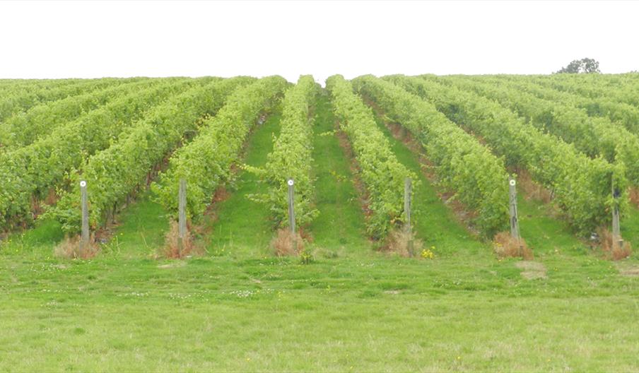 Buzzard Valley Wines, Vineyard & Fishery