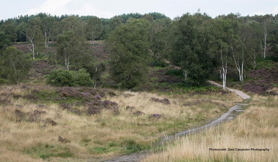 Cannock Chase. Image courtesy Sam Carpenter photography