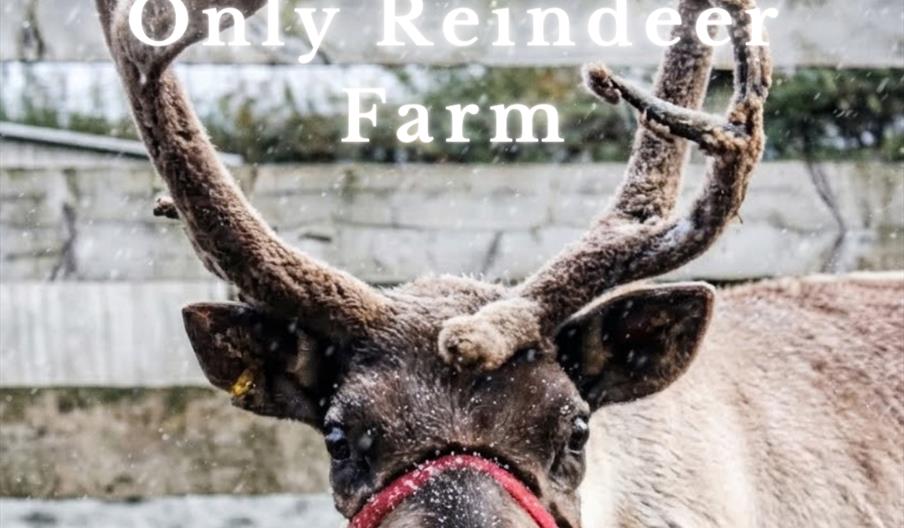 Reindeer on Oakleys Farm