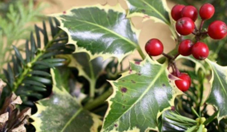 image of holly