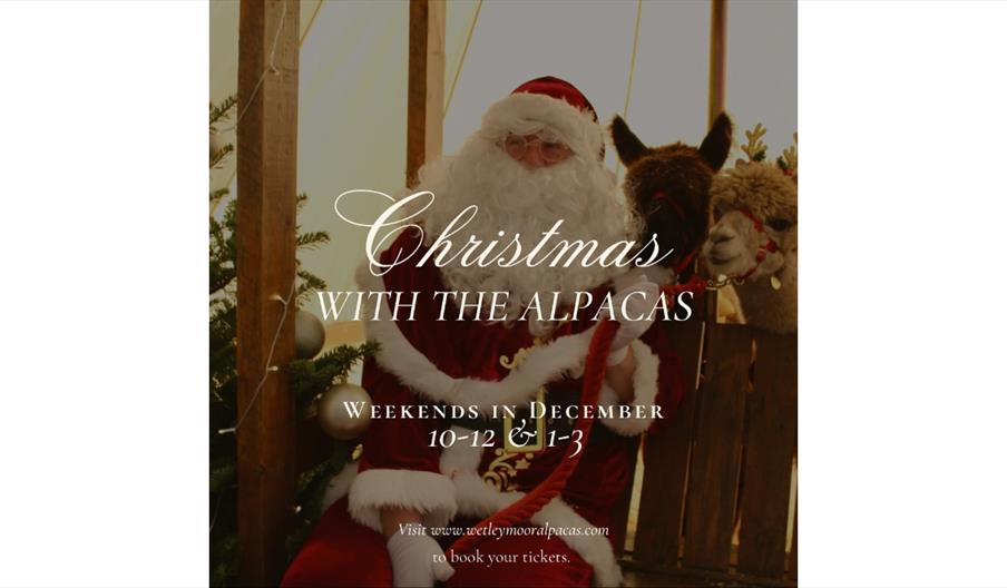 Christmas with the Alpacas