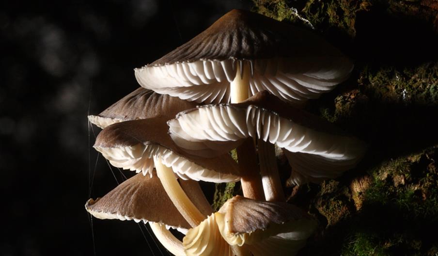 Coombes - Fascinating Fungi