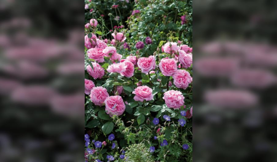 Pruning Workshop - Roses