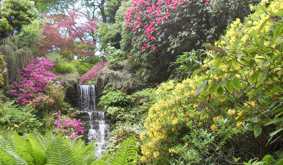 Rhododendrons in flower at Dorothy Clive Garden, Staffordshire