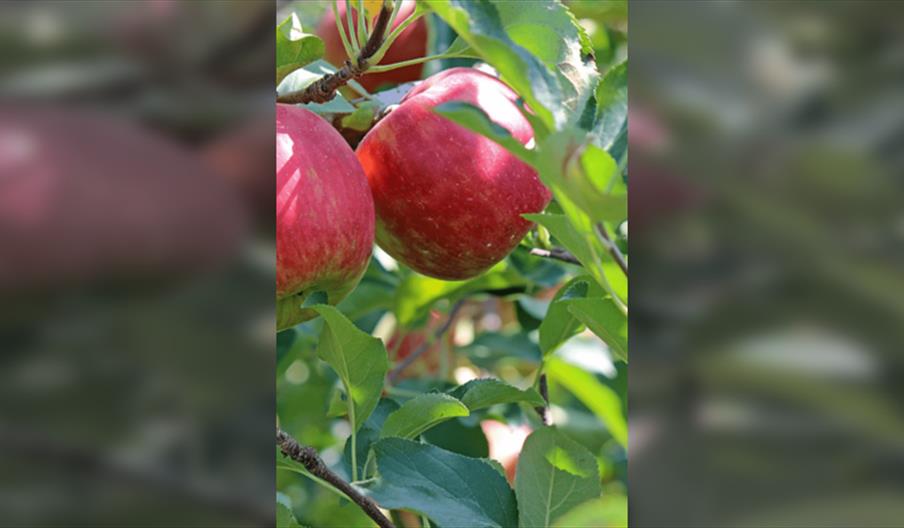 Pruning Workshop - Apples and Pears