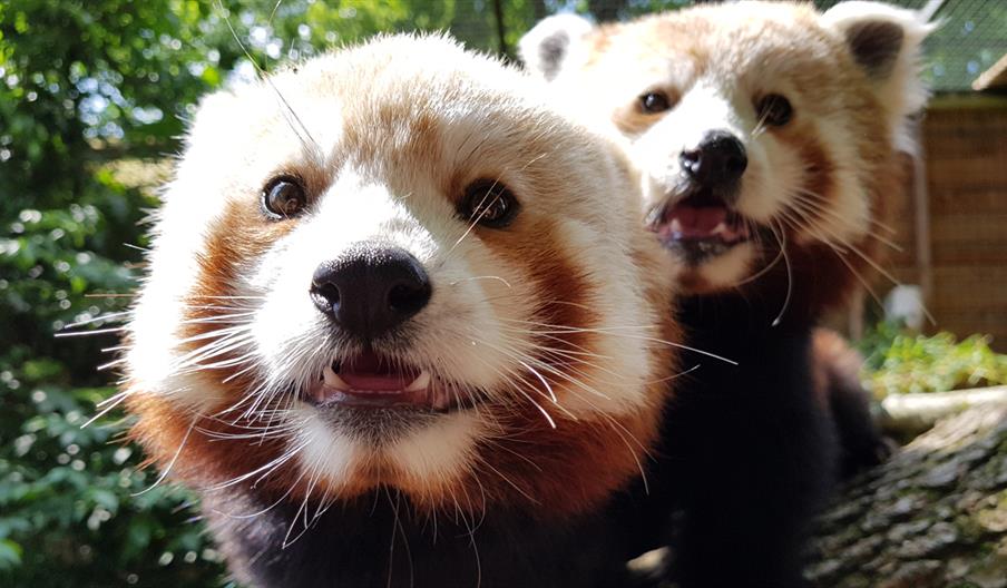 close up of red pandas
