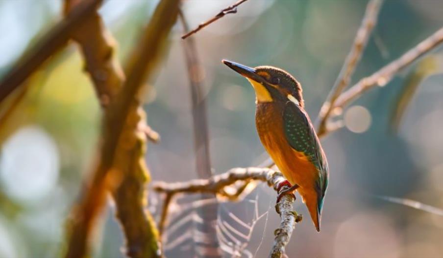 Dawn Chorus