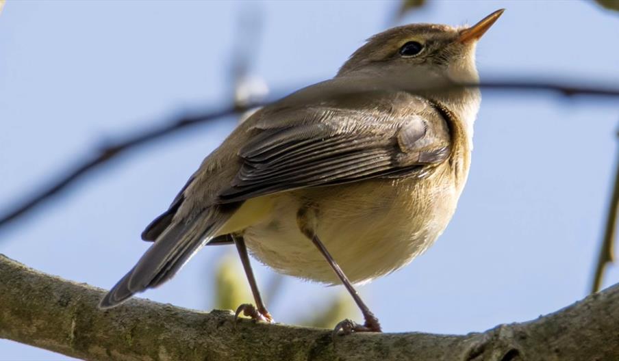 Dawn Chorus Ranger Walk